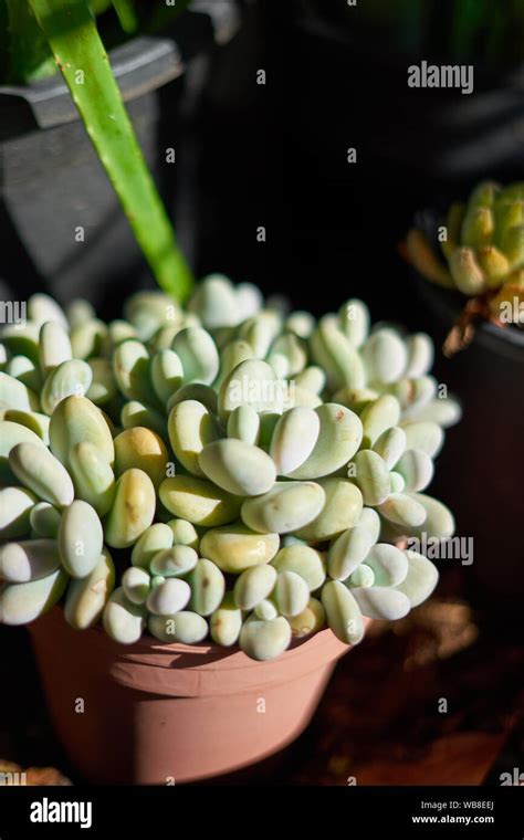 Mexican Plant Pachyphytum Oviferum On A Flower Pot Stock Photo Alamy