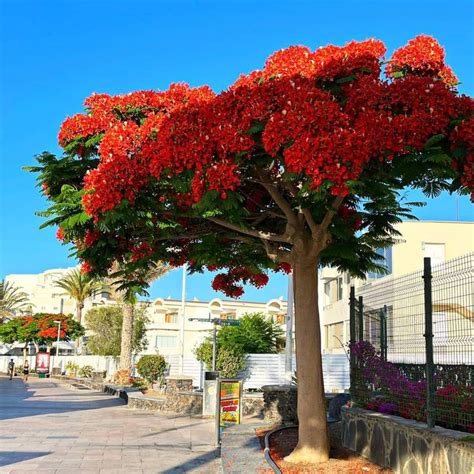 Pin De Ana Elvira En Gran Canaria Jardines Bonitos Tipos De Arboles