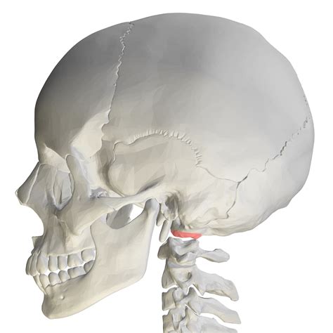 Occipital Bone; Basilar Bone