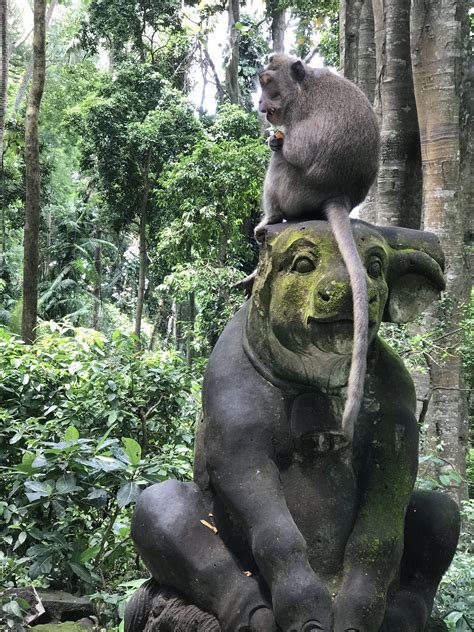 Visiting Ubuds Sacred Monkey Forest Sanctuary Bali — Know Stone Unturned