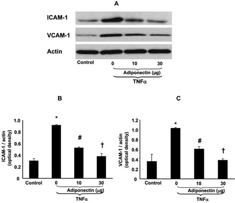 A Western Blot And Densitometry Analysis Of Icam 1 And Vcam 1 In Ec Download Scientific