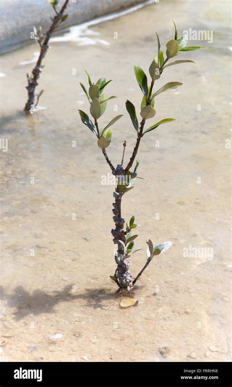 Mangrove Restoration Planting Hi Res Stock Photography And Images Alamy