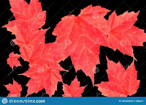 Maple Leaves in Fall Colors Stock Photo - Image of maple, november ...