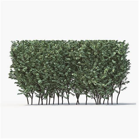 Boxwood Buxus 3d Model 49 Fbx Max Free3d