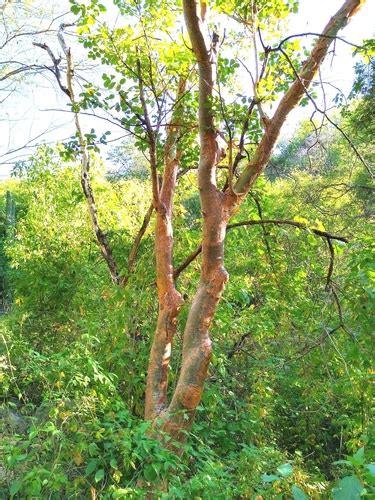 Bursera grandifolia · iNaturalist