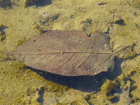 Free Images Sand Rock Texture Leaf Brown Soil Fauna Material