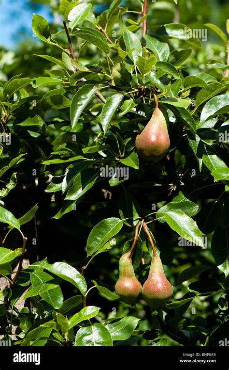 Espalier Trained Pear Pyrus Communis Uvedales St Germain In Fruit