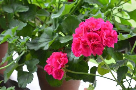 Geraniums How To Plant Grow And Care For Geraniums The Old Farmers Almanac