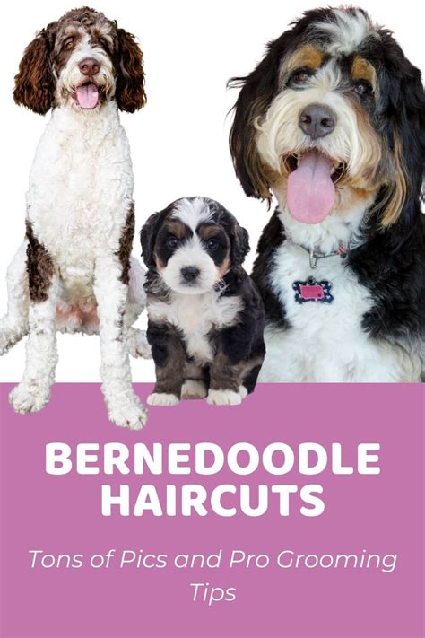 Top Bernedoodle Haircuts Lots Of Pics Home Grooming Tips