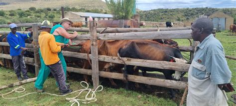 Communal Livestock Farming Part Management Of Cattle Agriorbit