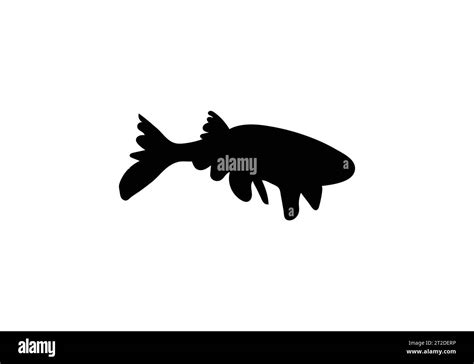 Arapaima Arapaima Black And White Stock Photos And Images Alamy