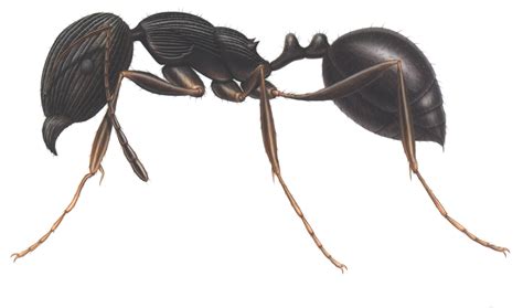 Ant Identification Chart - Pest Control - Sydney
