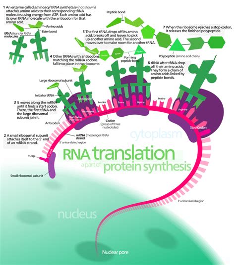 What Is Translation — Overview And Stages Expii