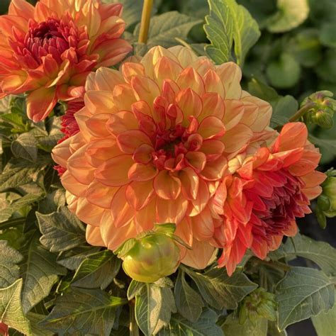 Dalina® Grande Tequila Dahlia Garden Crossings