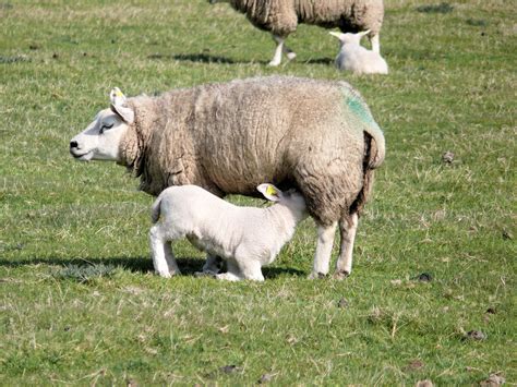 Free Images Nature Grass Farm Meadow Countryside Animal