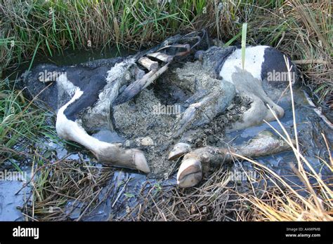 Dead Cow Hi Res Stock Photography And Images Alamy