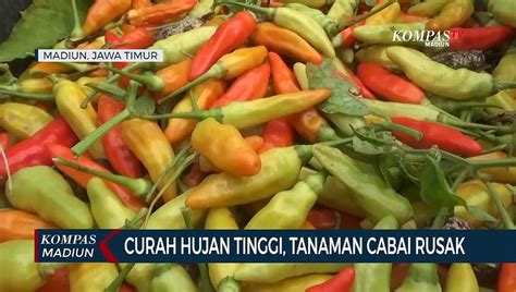 Curah Hujan Tinggi Tanaman Cabai Rusak Video Dailymotion