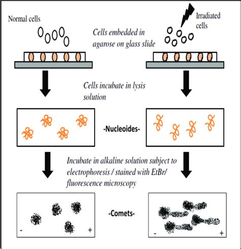 Principle of Alkaline Micro-gel Electrophoresis to Cellular DNA Damage | Download Scientific Diagram