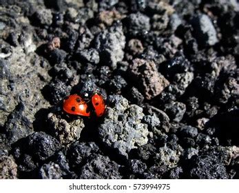 Insect Doing Sex Royalty Free Images Stock Photos Pictures Shutterstock