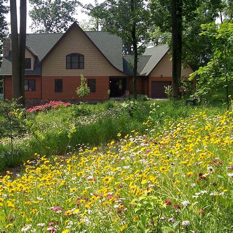 Perennial Beauty Wildflower Seed Mix | American Meadows