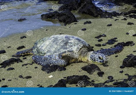 Turtle Relaxing Stock Photo Image Of Hawaii Tree Forest 35615884