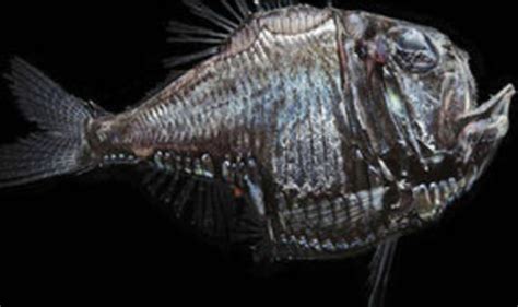 One MILLION New Species Discovered Lurking Deep In The World S Oceans