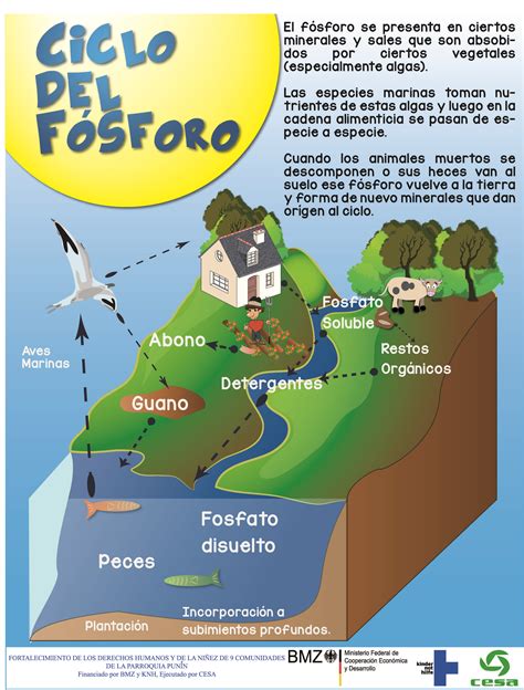 Ciclo Del Fósforo