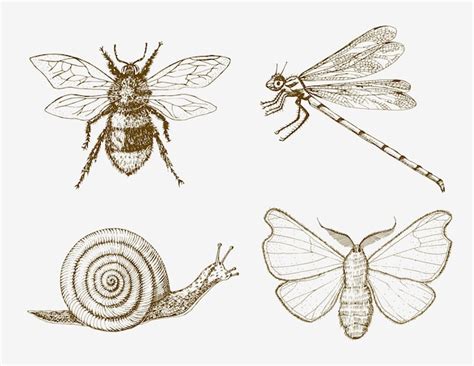 Premium Vector Snail Bee Dragonfly Butterfly Insects Bugs Beetles And