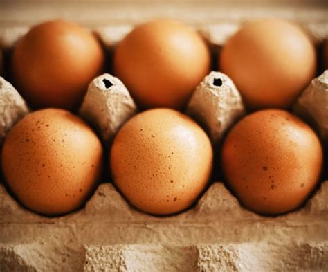 What Chickens Lay Speckled Eggs Speckled Breeds Chicken And Chicks Info