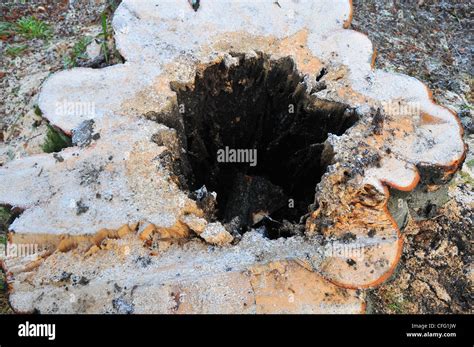 Tree struck by lightning hi-res stock photography and images - Alamy