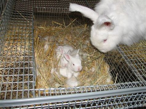 Homemade Rabbit Nest Box