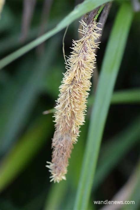 16 River Plants That Are Common In The Uk