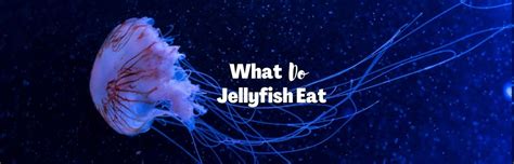 What Do Jellyfish Eat? The Truth Behind Their Diet