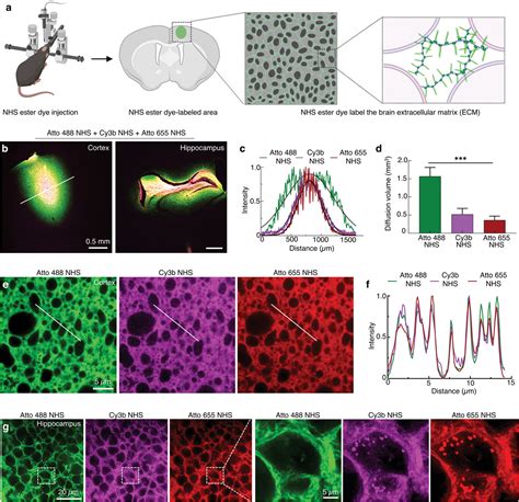 Live Mapping Of The Brain Extracellular Matrix And Remodeling In