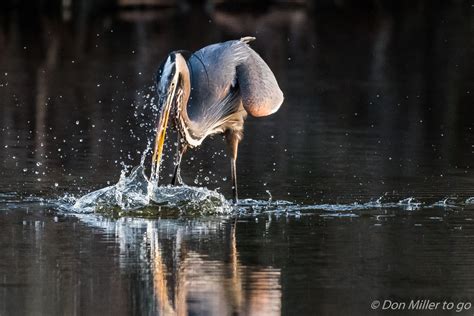 Wallpaper Birds Nature Reflection Outdoors Wildlife Florida