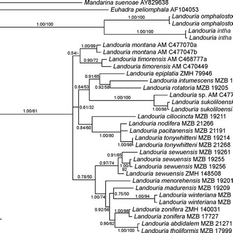 Bayesian Majority Rule Consensus Tree Based On Mitochondrial S