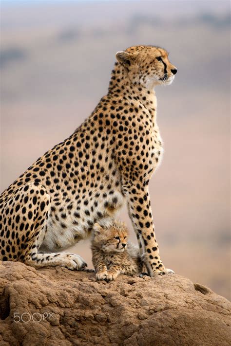 International Cheetah Day Its International Cheetah Day Today This Is A Cheetah Called