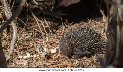 Cute Echidna Feeding Leaves Stock Photo 1785644219 | Shutterstock