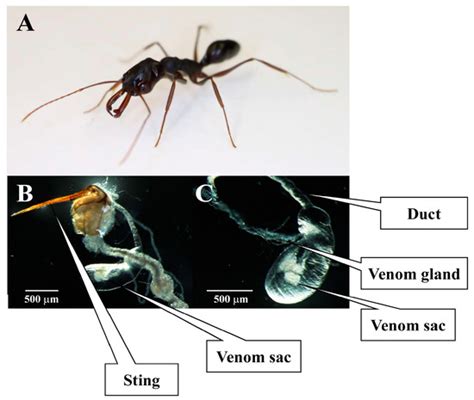 Toxins Free Full Text Combined Venom Gland Transcriptomic And Venom Peptidomic Analysis Of