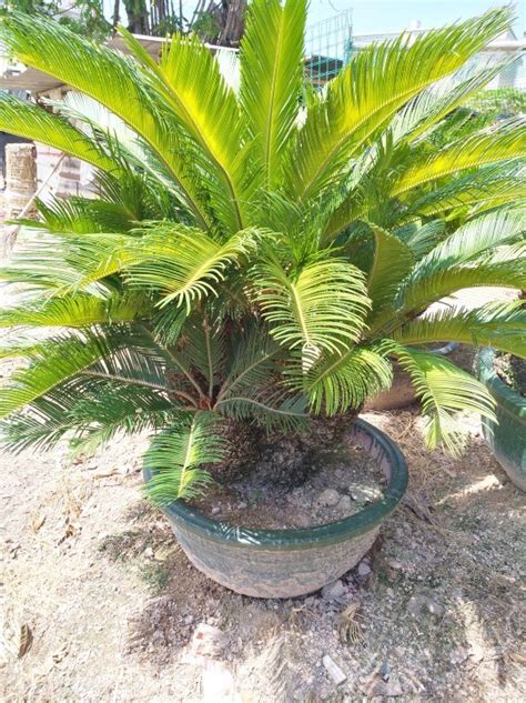 Cycas Revoluta Real Plant Bonsai High Quality Seedling China Real