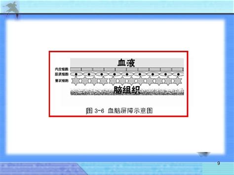 细胞生物学细胞连接word文档在线阅读与下载无忧文档