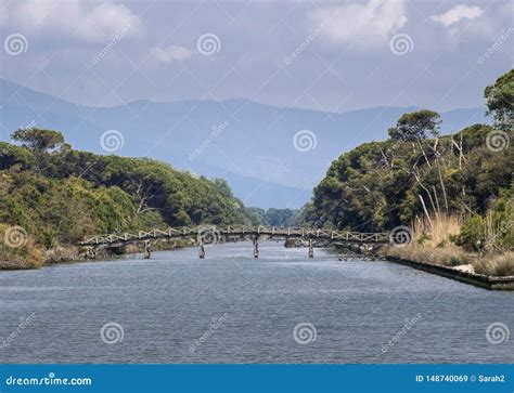 Ancient Wooden Bridge Over River In Scenic Natural Park Of Migliarino