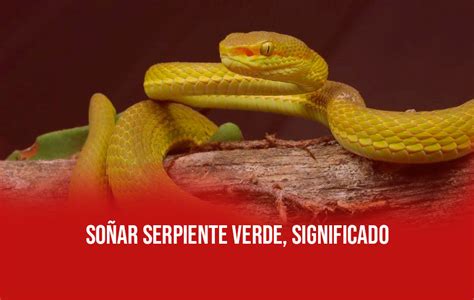 Qué significa soñar con serpiente verde 5 Interpretaciones