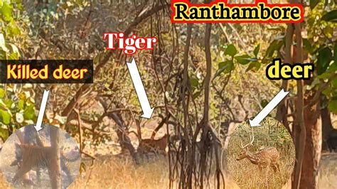 Tiger Chasing Deer In Ranthambore National Park I Tiger Running Behind