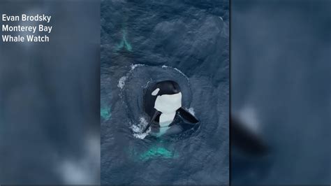 Rare Video Shows Killer Whales Playing Off California Coast Cbs