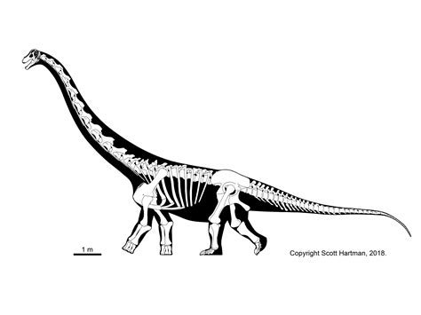 Sauropod Gallery Overhauleddr Scott Hartmans Skeletal