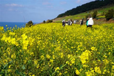 제주 유채꽃명소 함덕 서우봉 해변 둘레길 유채꽃밭 피는 시기 네이버 블로그