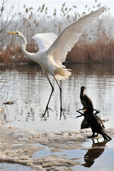 A Large White Bird Standing On Top Of A Body Of Water Next To Another Bird