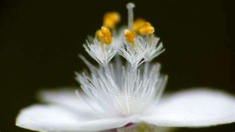 Como Cuidar Da Planta V U De Noiva Gibasis Pellucida Caracter Sticas