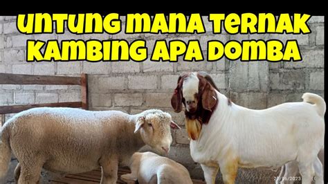 Untung Mana Ternak Kambing Atau Domba Pentingnya Memilih Jenis